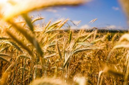 Picture of Beyond Reform: Food Sovereignty and the Future of Global Food Systems