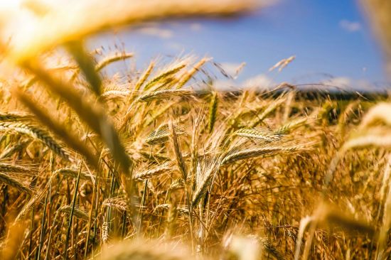 Picture of Beyond Reform: Food Sovereignty and the Future of Global Food Systems