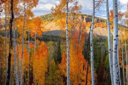 Picture of The Future of Western US Forest Under Climate Change