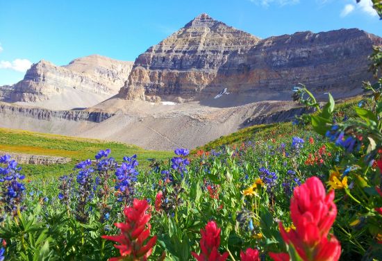 Picture of Wallace Stegner's Unsettled Country: Ruin, Realism, and the Possibility in the American West