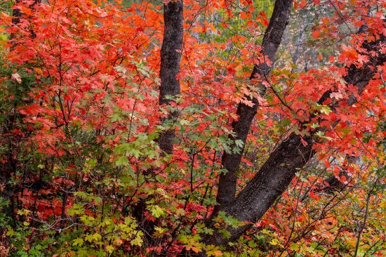 Picture of 21st Annual Stegner Center Young Scholar Lecture with Danielle Stokes (De-fossilizing Property Rights)