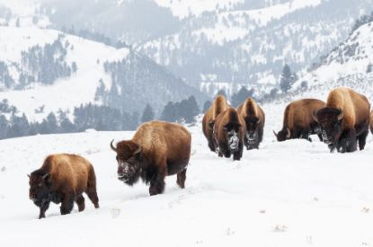 Picture of Conserving Nature in Greater Yellowstone: Controversy and Change in an Iconic Landscape