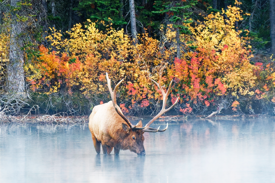 Picture of Mastering Conservation Easement Appraisals: Think Like The IRS (RECORDING ACCESS)